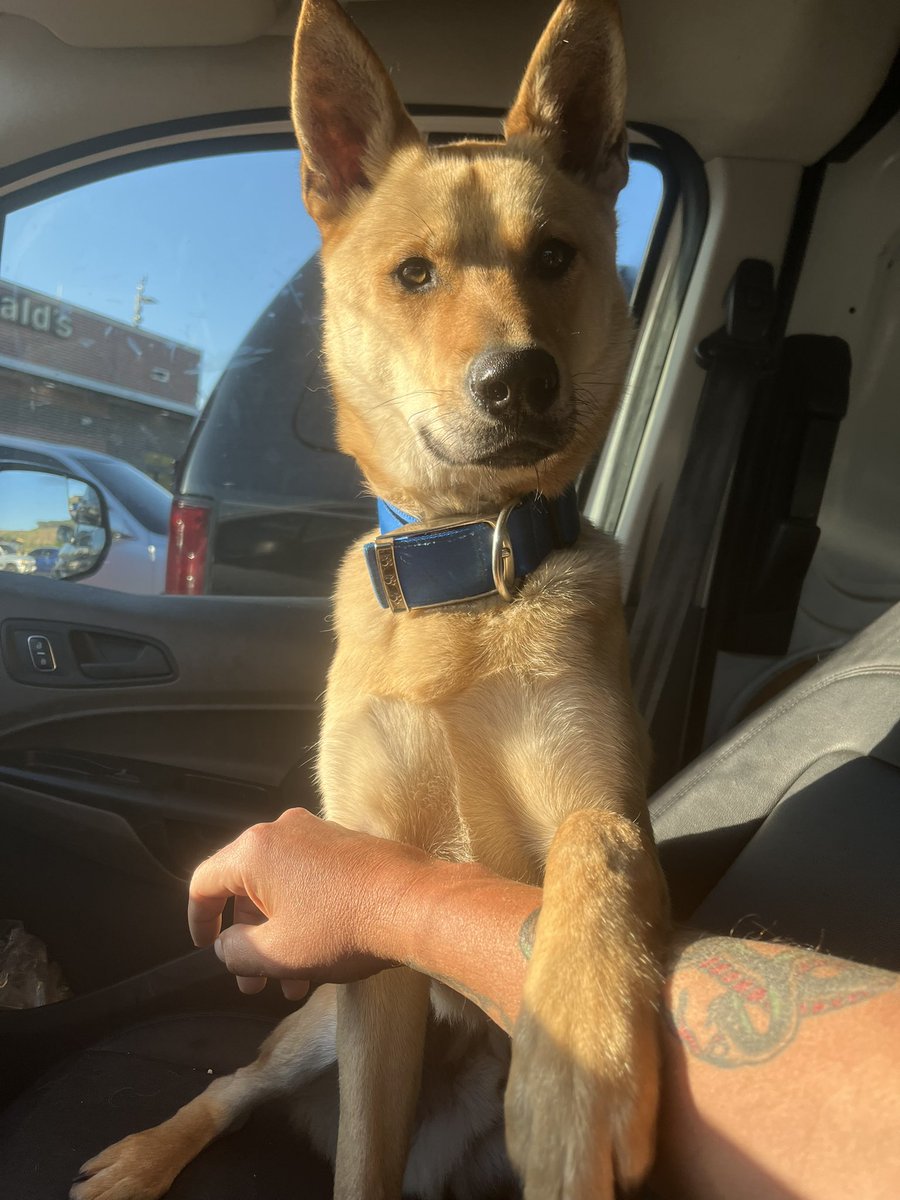 Doge Van tweet media