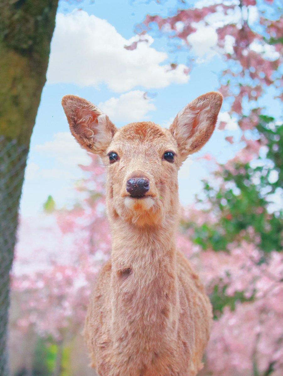 naradeerphots's tweet photo. 春の奈良公園が美しかった🌸 https://t.co/0NmYzU5RkN
