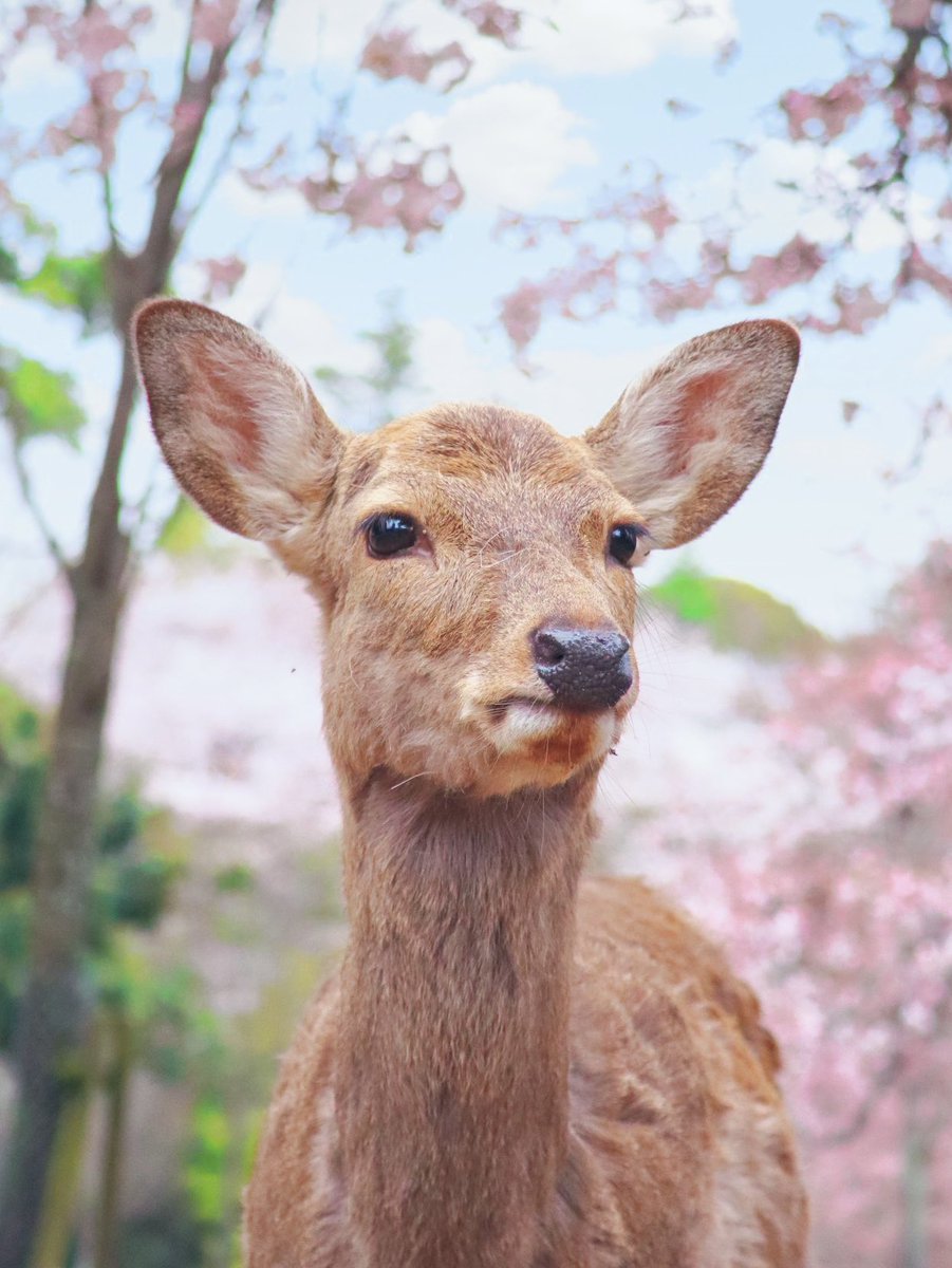 naradeerphots's tweet photo. 春の奈良公園が美しかった🌸 https://t.co/0NmYzU5RkN