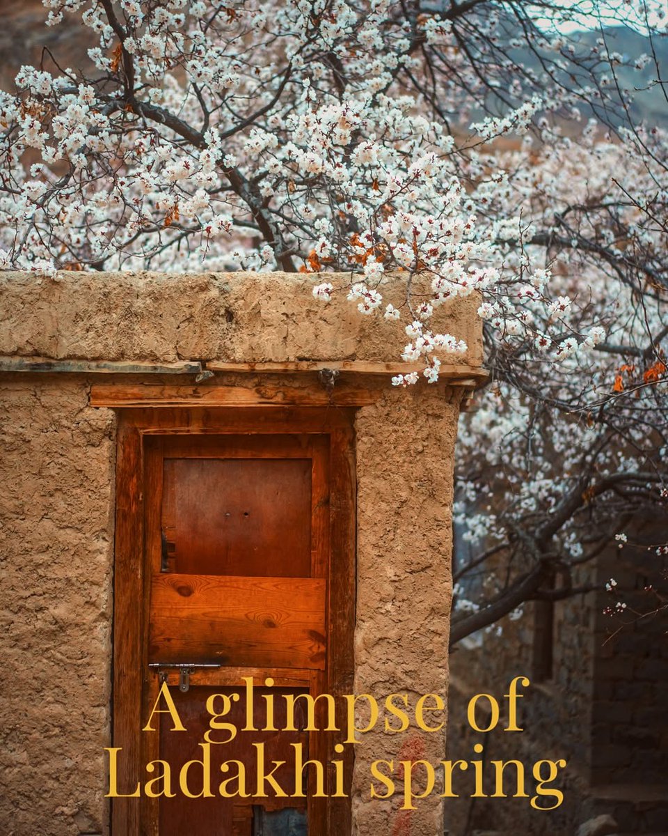 oltraveller's tweet photo. #OTHallOfFrame | Here in Aryan Valley—a tucked-away gem in Ladakh’s high-altitude embrace—spring feels like a sacred secret unfurling petal by petal.

@abhiandnow

#OutlookTraveller #LadakhInSpring #AryanValley #Himalayas #SpringSeason #ApricotBlossoms #SpringInIndia #Mountain https://t.co/52rEHvhm8V