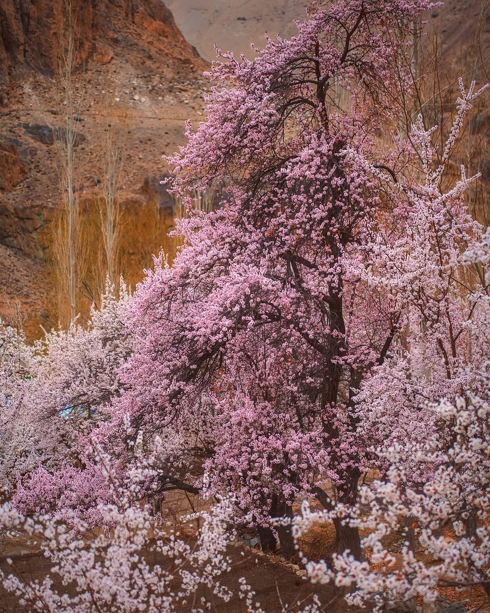 oltraveller's tweet photo. #OTHallOfFrame | Here in Aryan Valley—a tucked-away gem in Ladakh’s high-altitude embrace—spring feels like a sacred secret unfurling petal by petal.

@abhiandnow

#OutlookTraveller #LadakhInSpring #AryanValley #Himalayas #SpringSeason #ApricotBlossoms #SpringInIndia #Mountain https://t.co/52rEHvhm8V