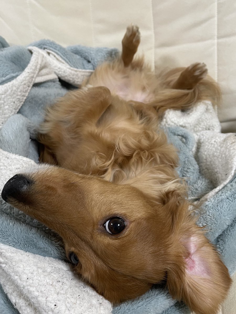 秋月（あかり）だよ。
#ダックスフント
#犬の寝姿
#へそ天