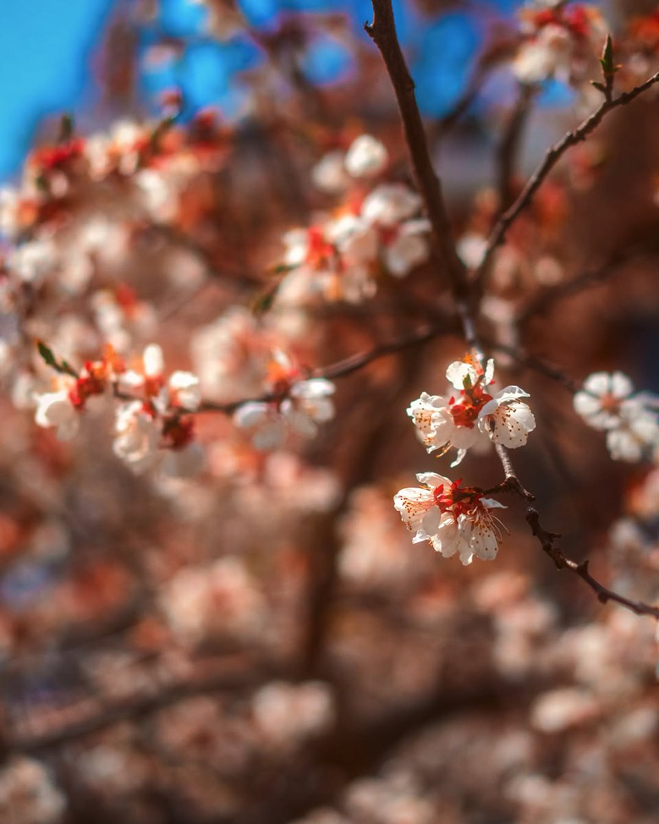 oltraveller's tweet photo. #OTHallOfFrame | Here in Aryan Valley—a tucked-away gem in Ladakh’s high-altitude embrace—spring feels like a sacred secret unfurling petal by petal.

@abhiandnow

#OutlookTraveller #LadakhInSpring #AryanValley #Himalayas #SpringSeason #ApricotBlossoms #SpringInIndia #Mountain https://t.co/52rEHvhm8V