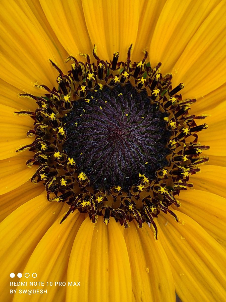 swadesh93's tweet image. “Life is the flower for which love is the honey.”
Shot on #RedmiNote10ProMax Powered By Snapdragon 732G 
 #ShotOnSnapdragon @RedmiIndia @XiaomiIndia @pixelwithme @the_poojary @sandeep9sarma