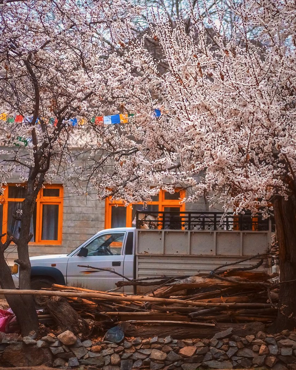 oltraveller's tweet photo. #OTHallOfFrame | Here in Aryan Valley—a tucked-away gem in Ladakh’s high-altitude embrace—spring feels like a sacred secret unfurling petal by petal.

@abhiandnow

#OutlookTraveller #LadakhInSpring #AryanValley #Himalayas #SpringSeason #ApricotBlossoms #SpringInIndia #Mountain https://t.co/52rEHvhm8V