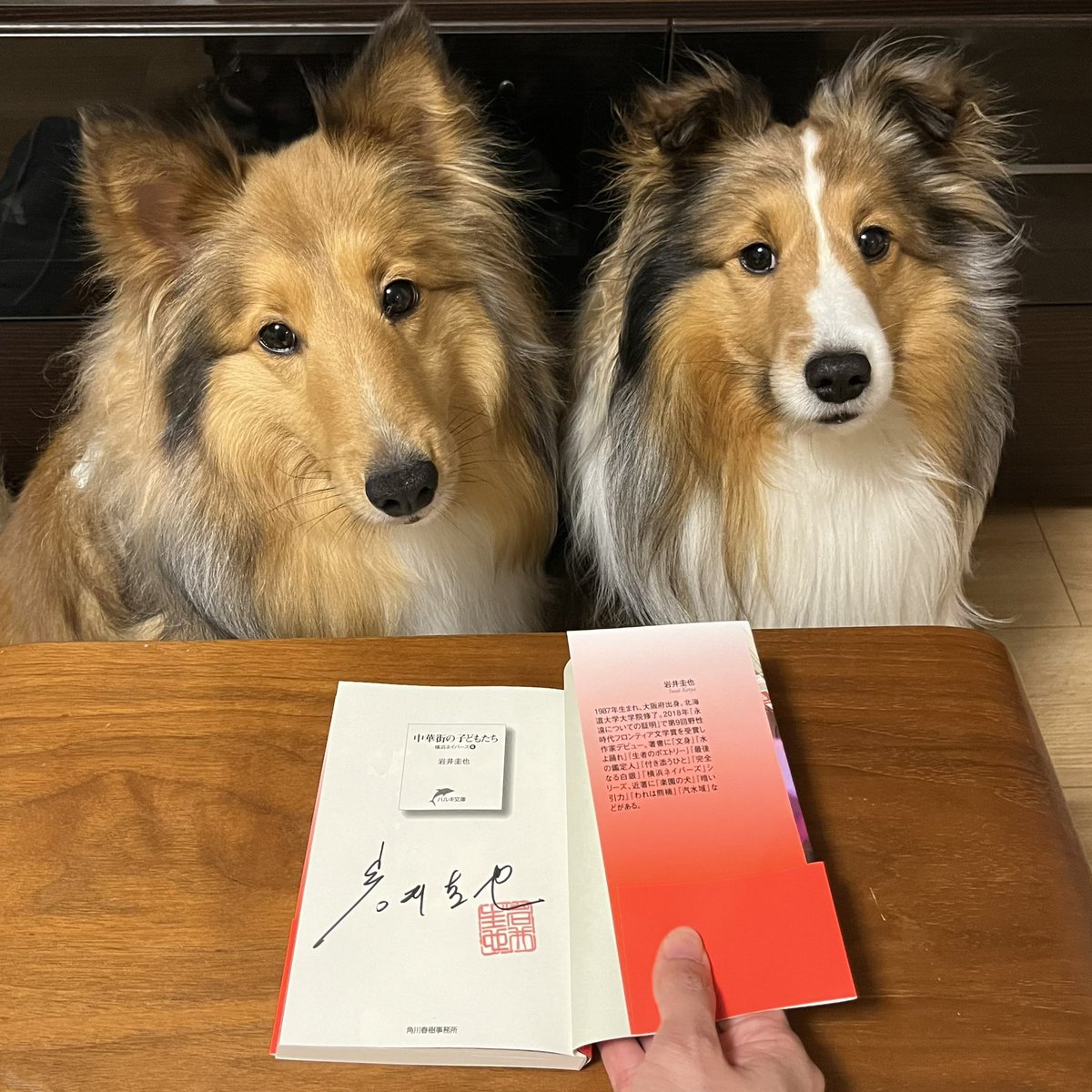晴耕雨読こそすべて。 (@m2021spring) on Twitter photo きょうはひと足早くサイン本get🙌
大好きなシリーズのシーズン1完結編📚✨
紀伊國屋書店新宿本店で岩井先生のサイン✍️が手に入るのは嬉しいなぁ☺️
<a href="/KinoShinjuku/">紀伊國屋書店 新宿本店</a>
#横浜ネイバーズ6
#岩井圭也先生
#サイン本
#きょうお迎えした本の紹介
#3歳シェルティ
#白足袋シェルティ
#シェルティ姉弟 きょうはひと足早くサイン本get🙌
大好きなシリーズのシーズン1完結編📚✨
紀伊國屋書店新宿本店で岩井先生のサイン✍️が手に入るのは嬉しいなぁ☺️
<a href="/KinoShinjuku/">紀伊國屋書店 新宿本店</a>
#横浜ネイバーズ6
#岩井圭也先生
#サイン本
#きょうお迎えした本の紹介
#3歳シェルティ
#白足袋シェルティ
#シェルティ姉弟