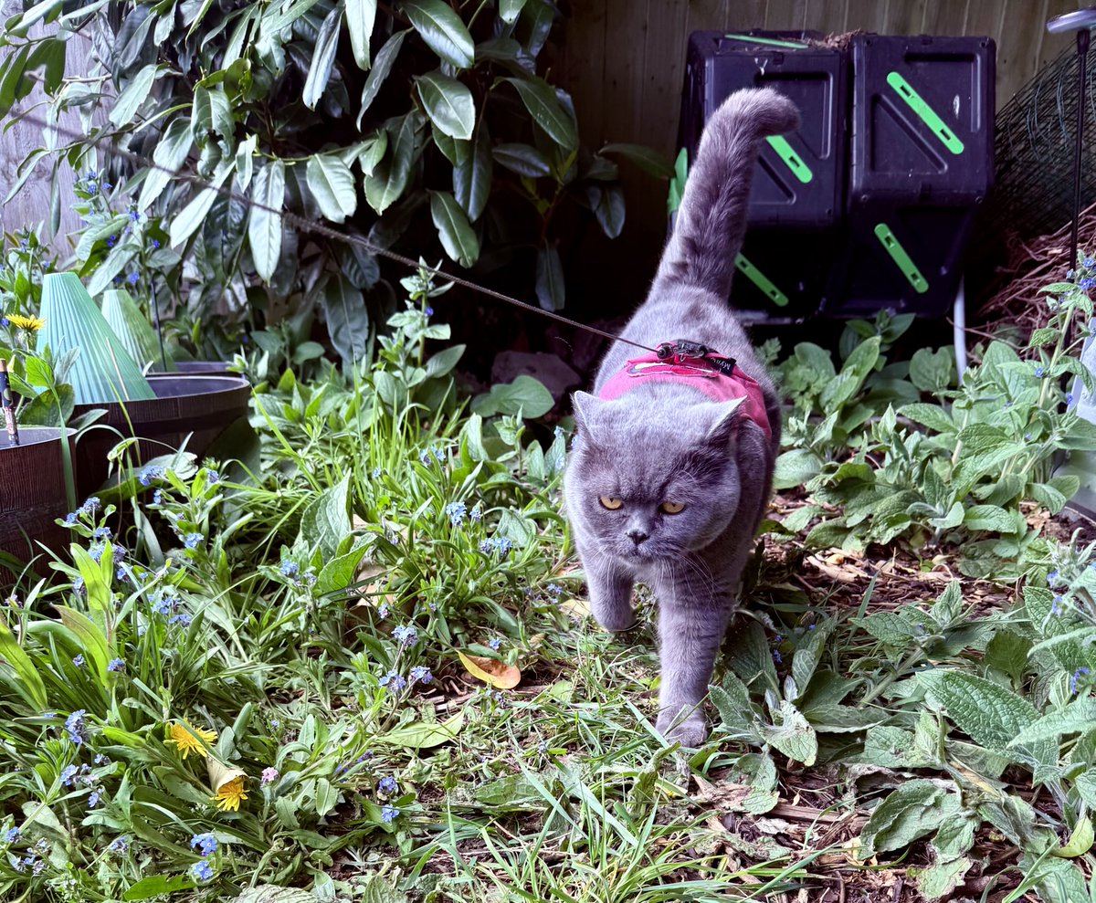 Sunny days means patrols in the garden. Enjoy your Sunday, Pals😺♥️ #Cats