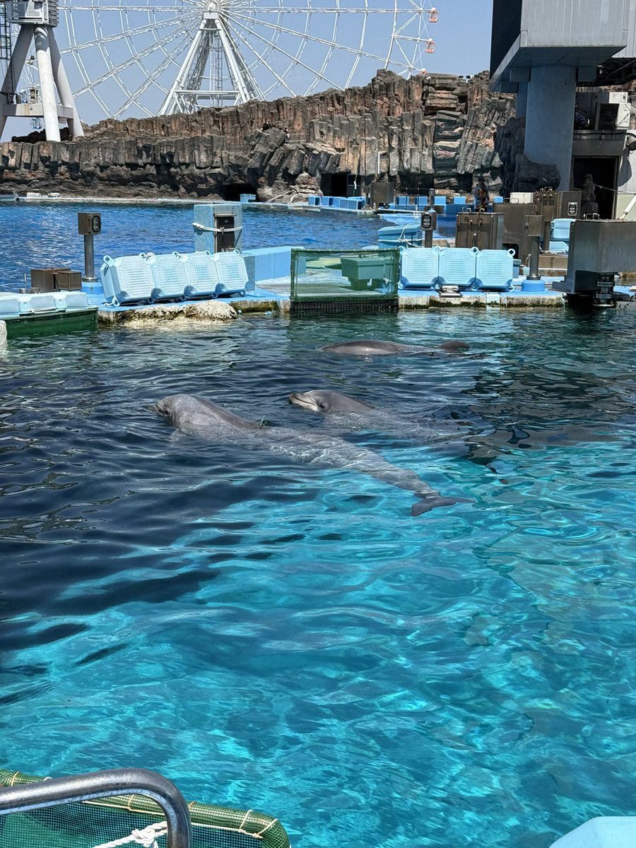 meivlrt's tweet photo. 📍名古屋港水族館

ねこりと行ってきたよ〜久しぶりの名古屋楽しかった！

 #neccotag https://t.co/D1BFUl97ra
