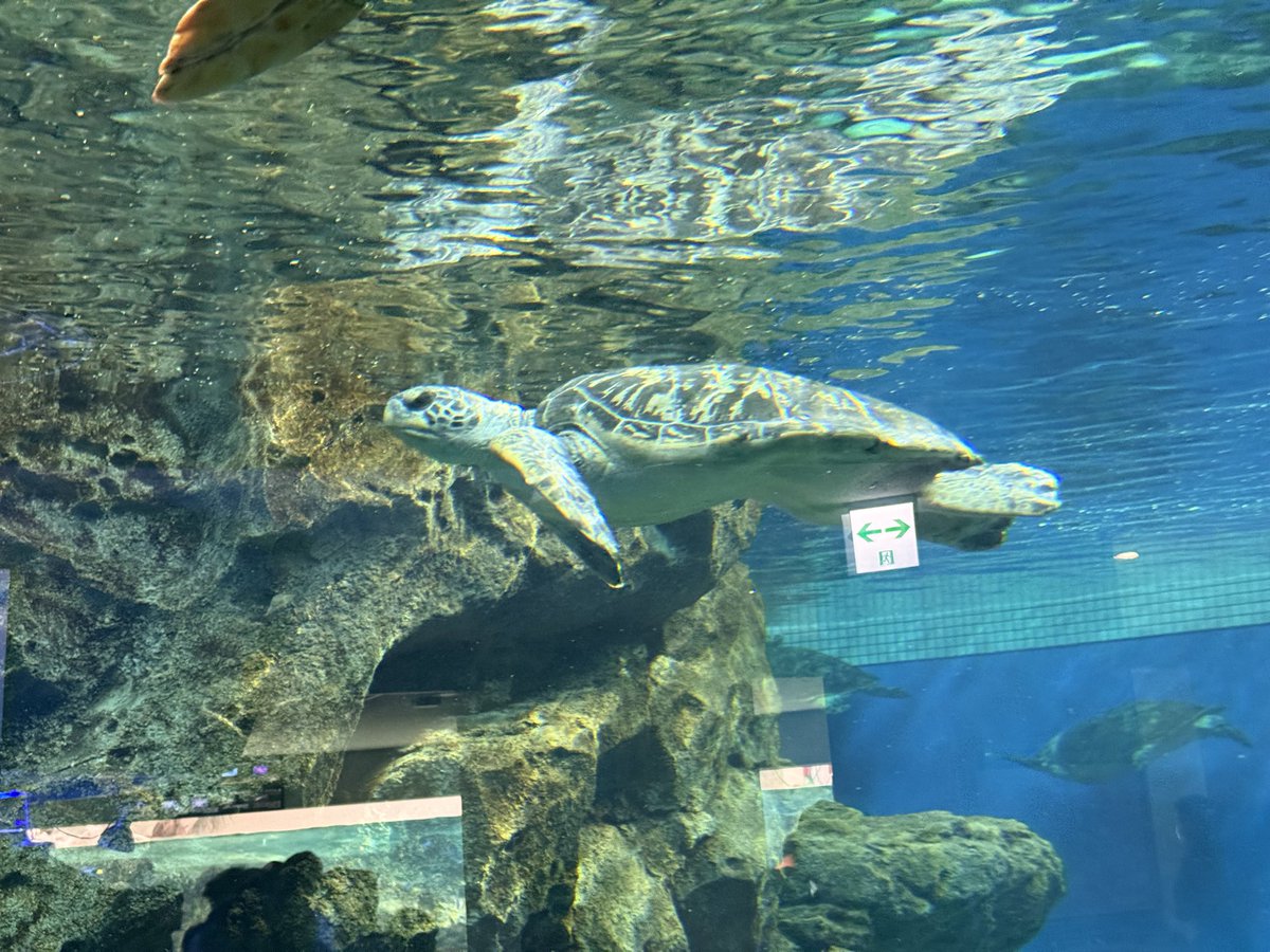 meivlrt's tweet photo. 📍名古屋港水族館

ねこりと行ってきたよ〜久しぶりの名古屋楽しかった！

 #neccotag https://t.co/D1BFUl97ra