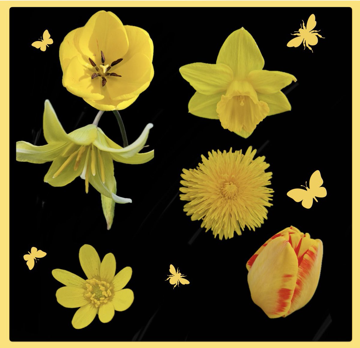 AntheaJames3's tweet photo. #HelloTwitterFriends just having a bit fun with Apps for #SundayYellow Lots of #SundayLove here #GardeningTwitter #Tulip #Daffodil #YellowTroutLily #Dandelion #LesserCelandine #Tulip https://t.co/A3RNT7m9bS