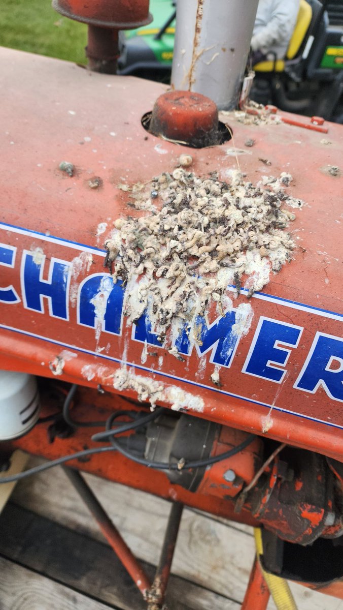 SilverGoldHoney's tweet image. We cleaned up my grandfather’s old smaller tractor yesterday. Bought it back last winter, and it feels good seeing it shine again. Knocked out some wax bucket washing, too. A productive day with a good dose of nostalgia.

#TractorRestoration #BeekeepingLife #FamilyFarm