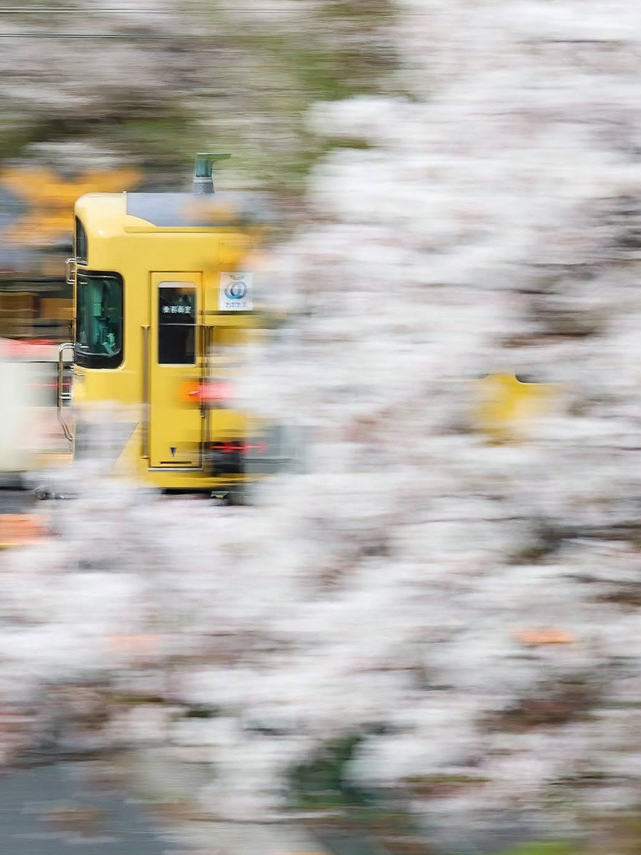 ho96ho96's tweet photo. 桜駆ける黄色い電車。

#桜
#西武鉄道
#2000系
#鉄道写真
#中野通り
#cherryblossom
#spring
#seibu
#trainphoto
#photo
#photographer 

(流しが上手くなりたい…) https://t.co/WBRHYtYYhP