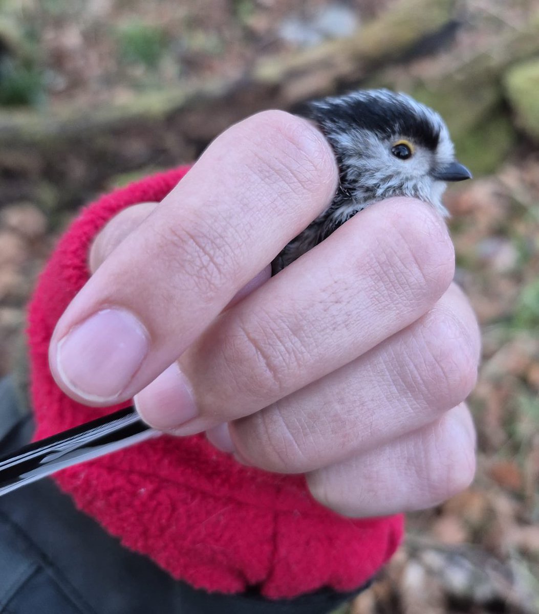 Sam Bayley tweet media