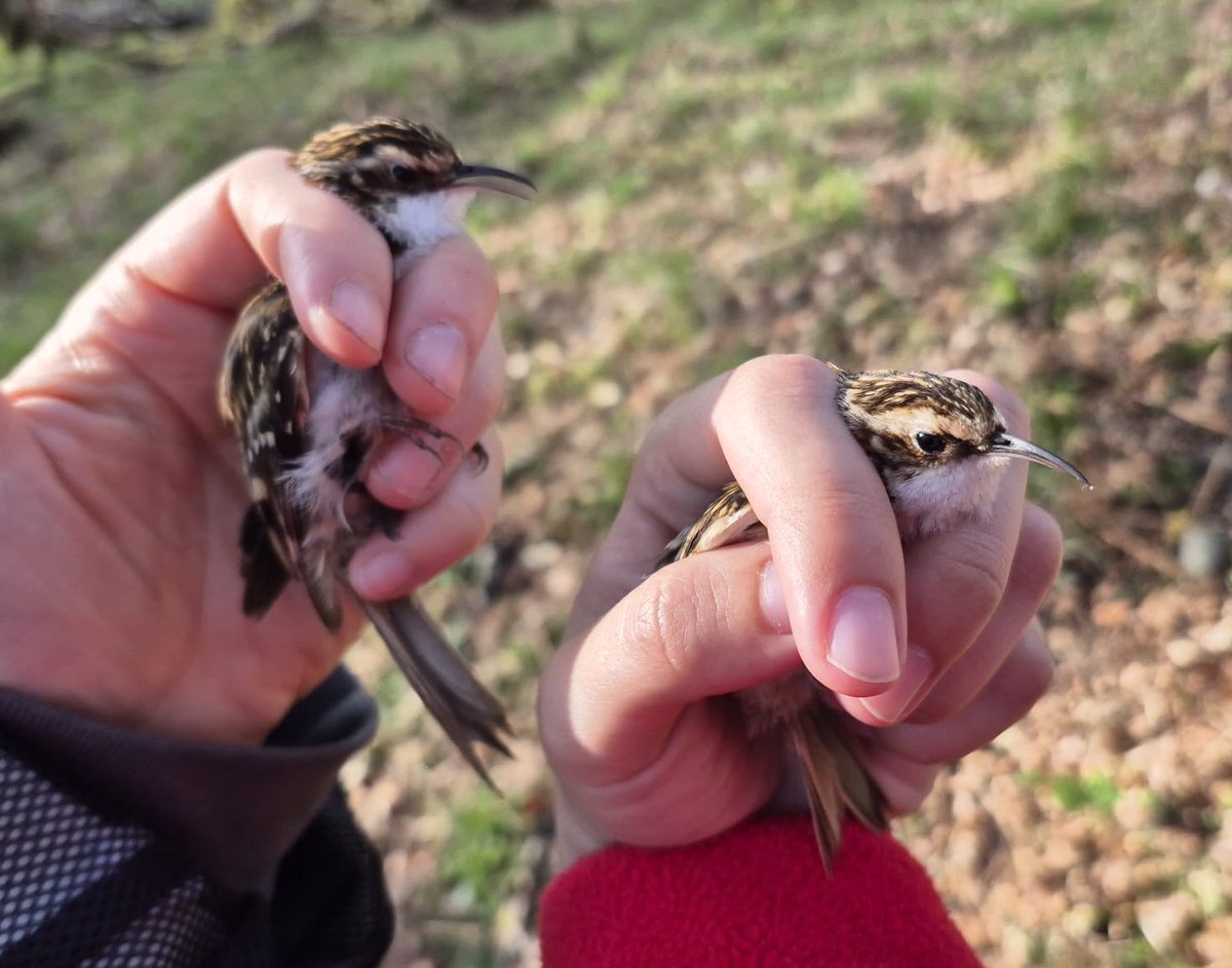 Sam Bayley tweet media