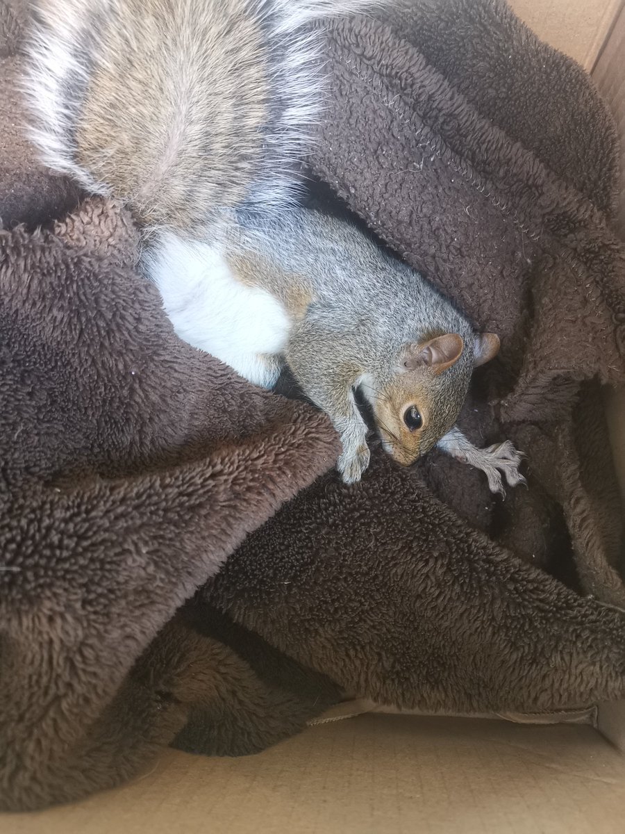 Never a dull moment. Thank you to my friend Marlene for phoning me &amp; alerting us to a squirrel that had fallen out of a tree. We collected the squirrel &amp; hopefully she will be OK 🌿