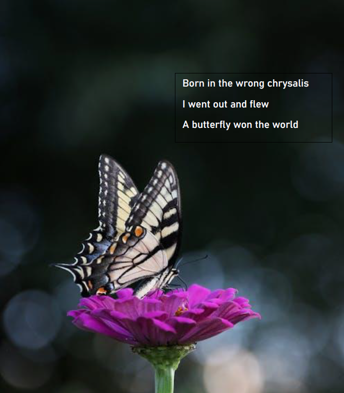 Author 𝐄. 𝐑𝐢𝐭𝐭 (@edelweis_poa) on Twitter photo 