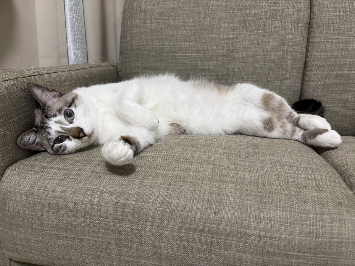sechutom's tweet photo. お仕事（おうちパトロール）疲れちゃったよね
 #猫好きさんと繋がりたい 
 #猫のいる暮らし 
 #ねこかわいいね https://t.co/GkBFmd0D0w