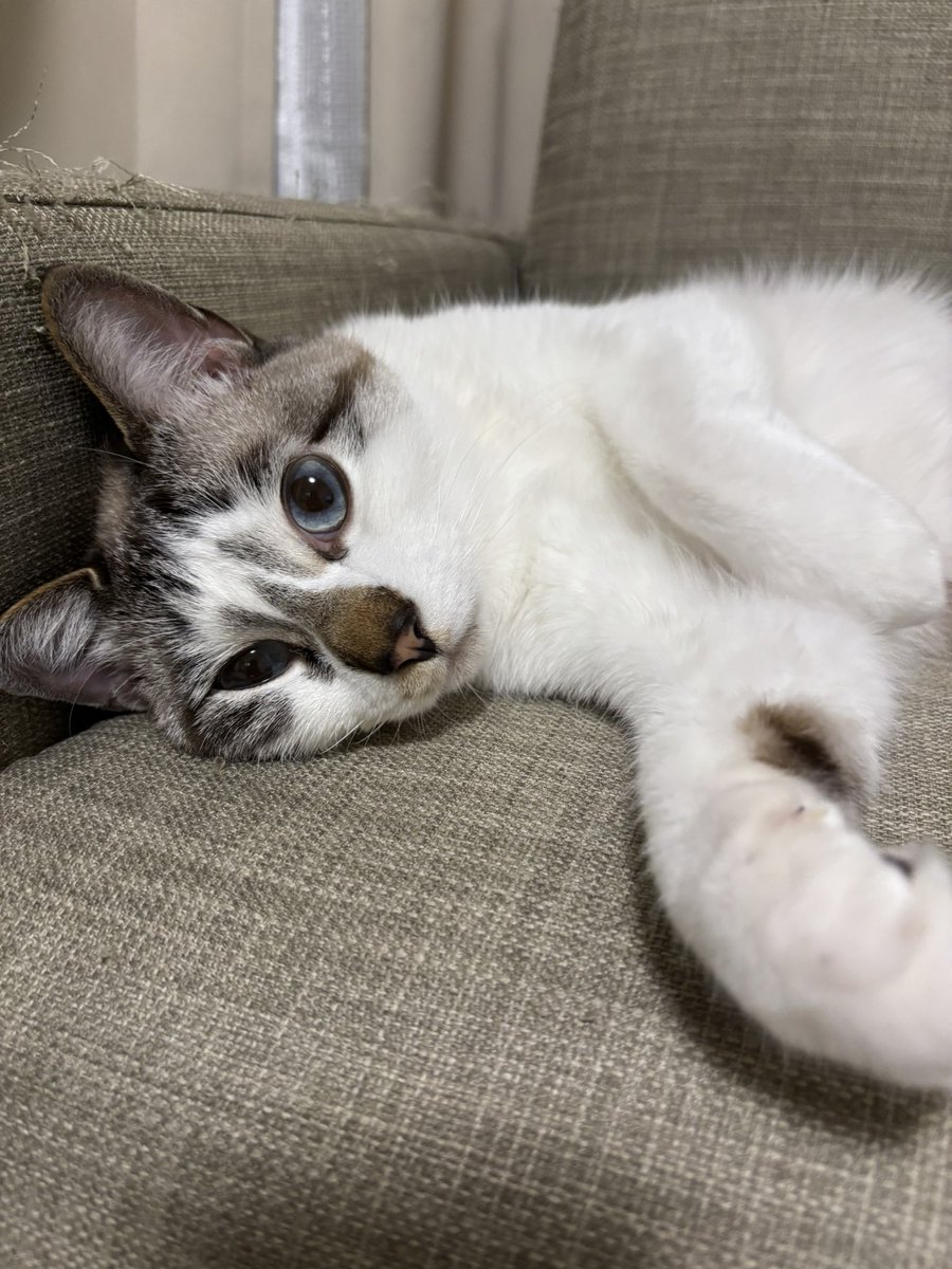 sechutom's tweet photo. お仕事（おうちパトロール）疲れちゃったよね
 #猫好きさんと繋がりたい 
 #猫のいる暮らし 
 #ねこかわいいね https://t.co/GkBFmd0D0w