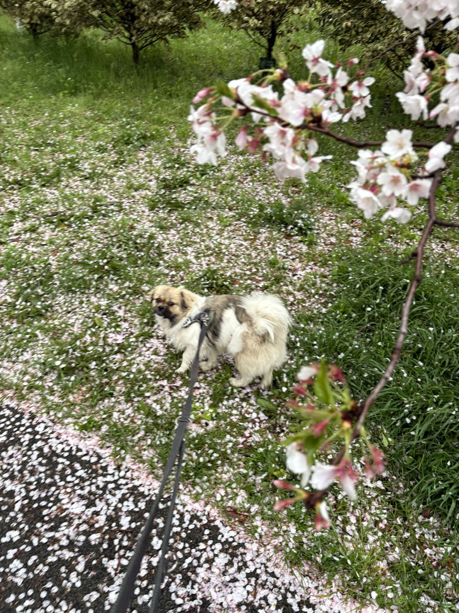 NTibbie's tweet photo. 雨雲の合間にお散歩
桜の絨毯でレワのお花見

少し残った花びらの儚い桜色
散った後に残るがくの濃い紅色
新葉の緑色

実はこの時期の桜が一番好き

#森チ #チベタンスパニエル #tibetanspaniel https://t.co/qYFAZ1iA73