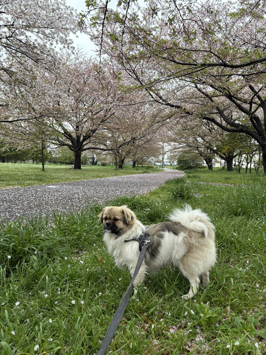 NTibbie's tweet photo. 雨雲の合間にお散歩
桜の絨毯でレワのお花見

少し残った花びらの儚い桜色
散った後に残るがくの濃い紅色
新葉の緑色

実はこの時期の桜が一番好き

#森チ #チベタンスパニエル #tibetanspaniel https://t.co/qYFAZ1iA73