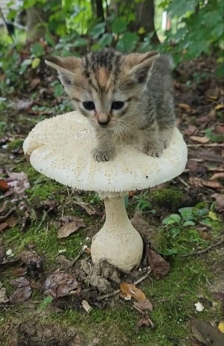 ShouldHaveCat's tweet photo. https://t.co/ZhZfTUmBUv