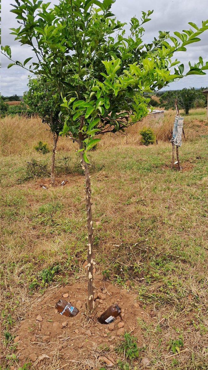 ChitsigaFarm's tweet photo. Over the past few months we've been buying Chibuku containers by encouraging our community to pick this litter from our shopping centre. Today we repurposed them into drip irrigation for our 100+ 🌳 orchard.  This is a sample for our village to emulate sustainable practices. https://t.co/VNRqcq19tK