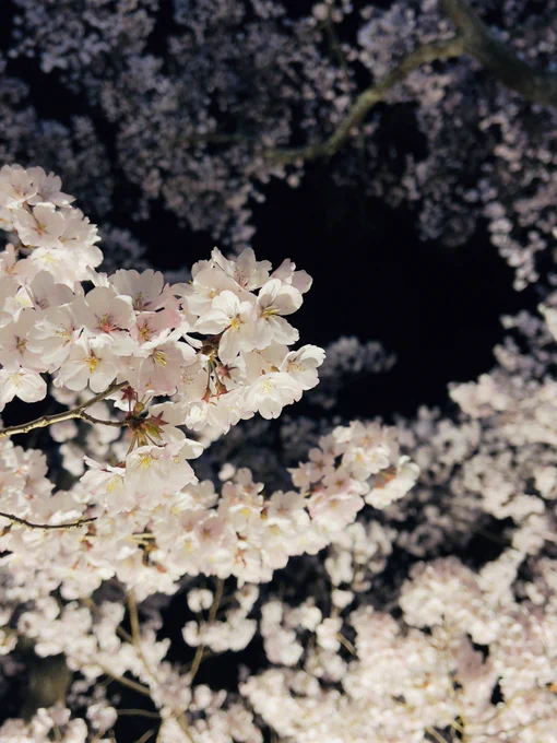 地元で有名な桜の名所…いつも桜の時期逃してたけど今回帰省タイミングが完璧で満開夜桜堪能できた…ううう 