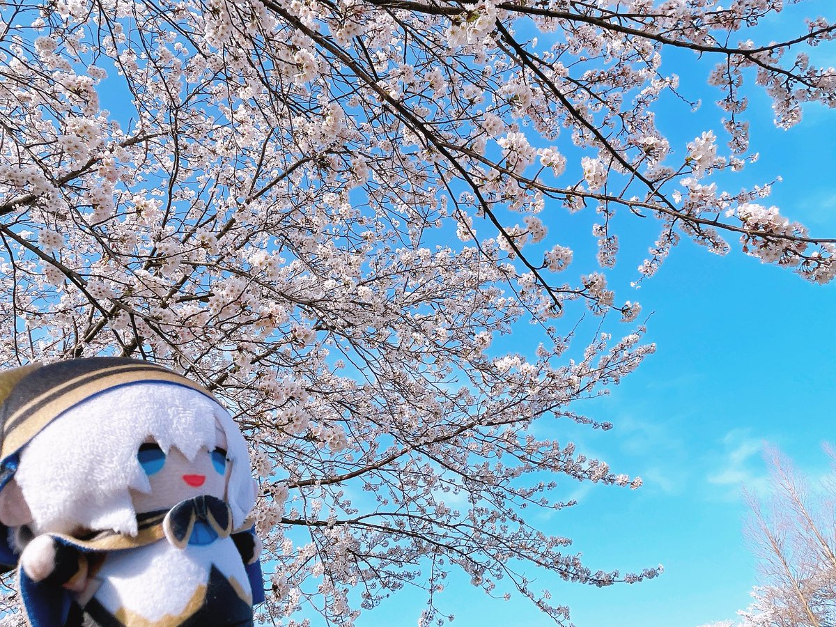 r_m_1415's tweet photo. お花見だよ〜🌸🌼
 #アルスこれみて https://t.co/owaZTY2BwD
