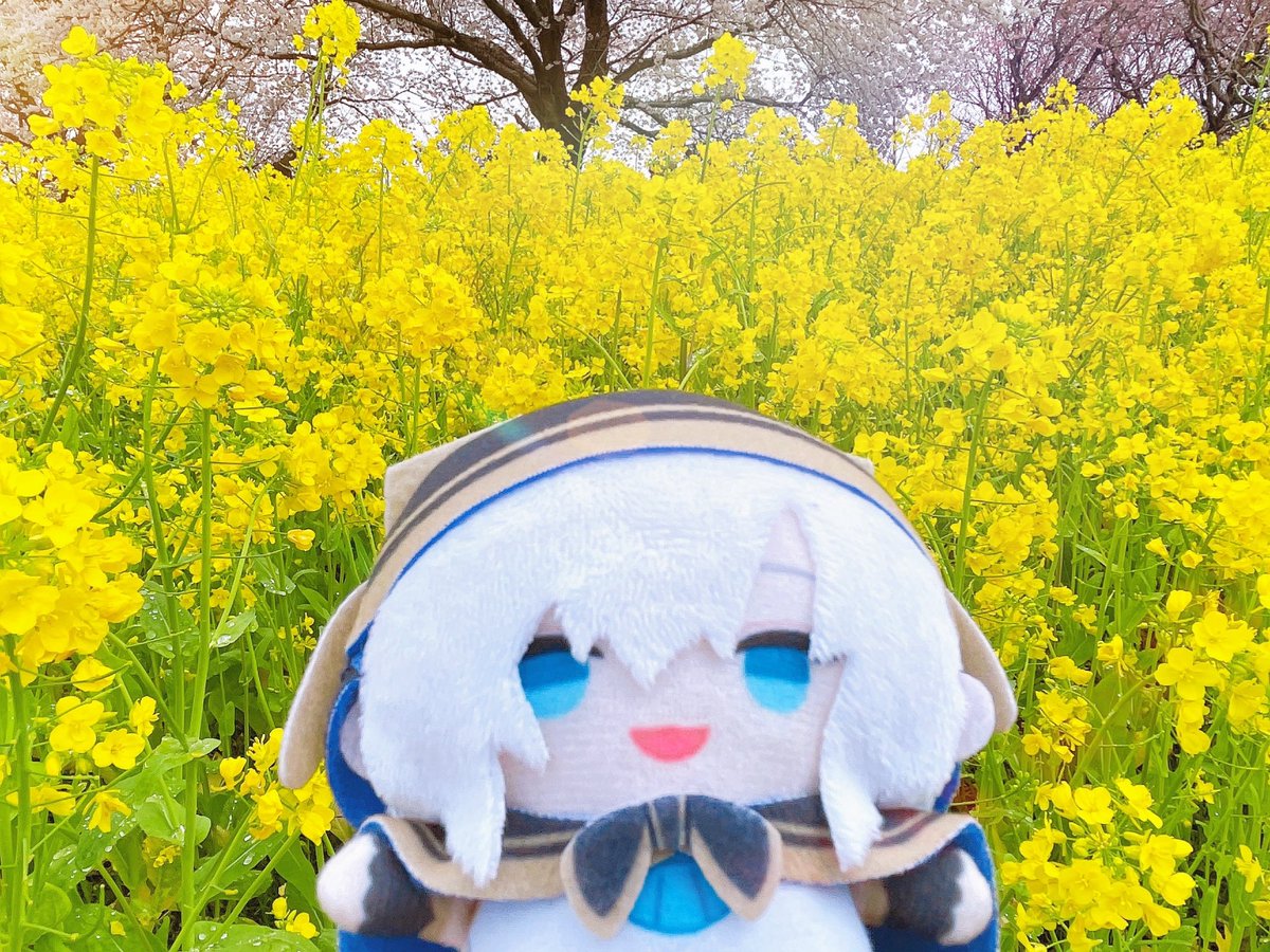 r_m_1415's tweet photo. お花見だよ〜🌸🌼
 #アルスこれみて https://t.co/owaZTY2BwD