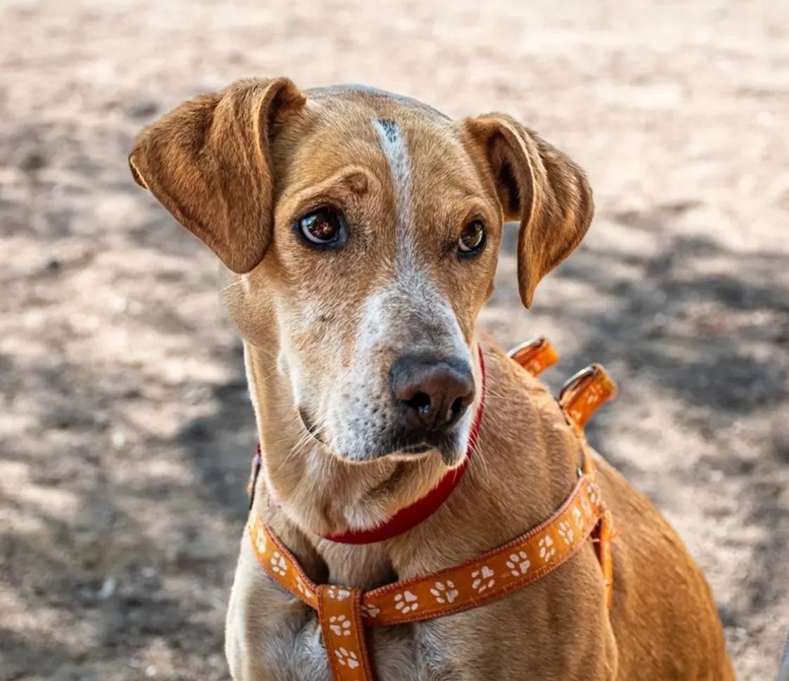 Milo en adopción. Fue rescatado desnutrido, pero ya está bastante recuperado. Es muy dócil y amoroso. Se encuentra en Colina. Si deseas darle un hogar para siempre, comunícate al +56953524973. Favor RT!
#Colina