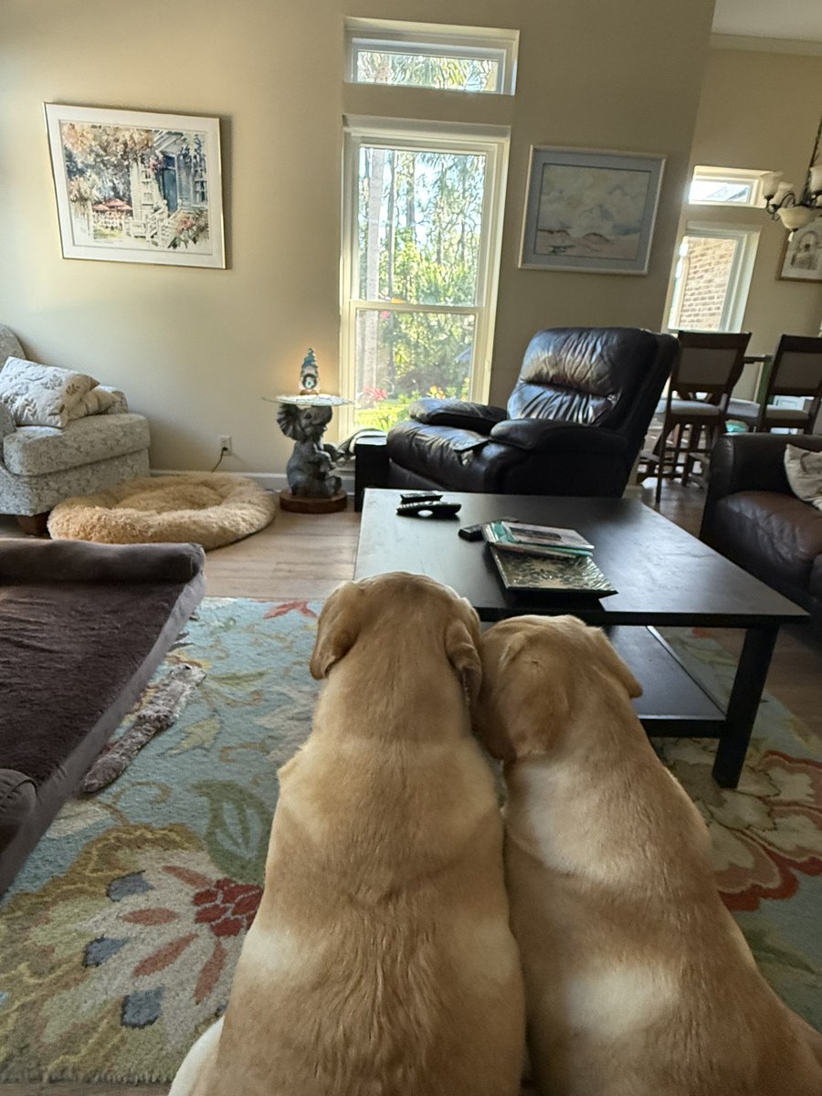 They claim it’s Sunday morning back rub time. #damndawgs