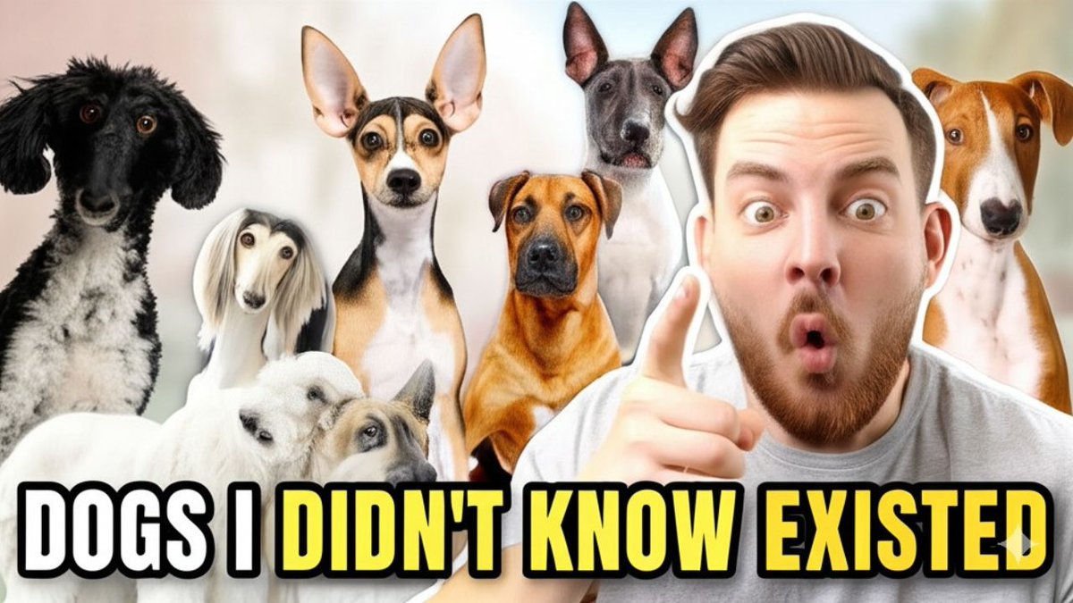 DogsD62054's tweet image. Think you’ve seen all dog breeds? 🐶
These 10 rare dogs totally blew my mind!
Watch the full video 👉 youtu.be/Du2yTZurmbk

#DogsIDidntKnowExisted #RareDogs #DogLovers