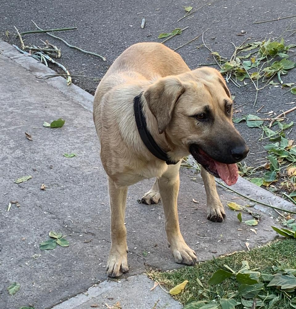 eltuitdemarsh's tweet photo. Este perrito fue visto en el paradero 15 de Pajaritos, cerca del metro. Suponen puede estar perdido. Favor RT por si su familia lo está buscando!
#Maipú https://t.co/v8dXIdKZTE