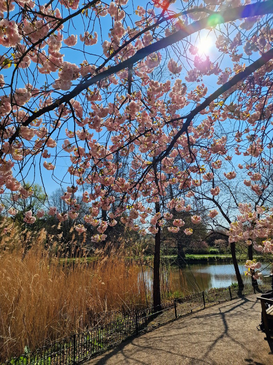 sunita_kumar33's tweet photo. Chasing Cherry Blossoms 🌸
#London #cherryblossoms #photo #photograhy #beauty #Spring #nature #NaturePhotography #naturephoto https://t.co/DCFQ630tDc