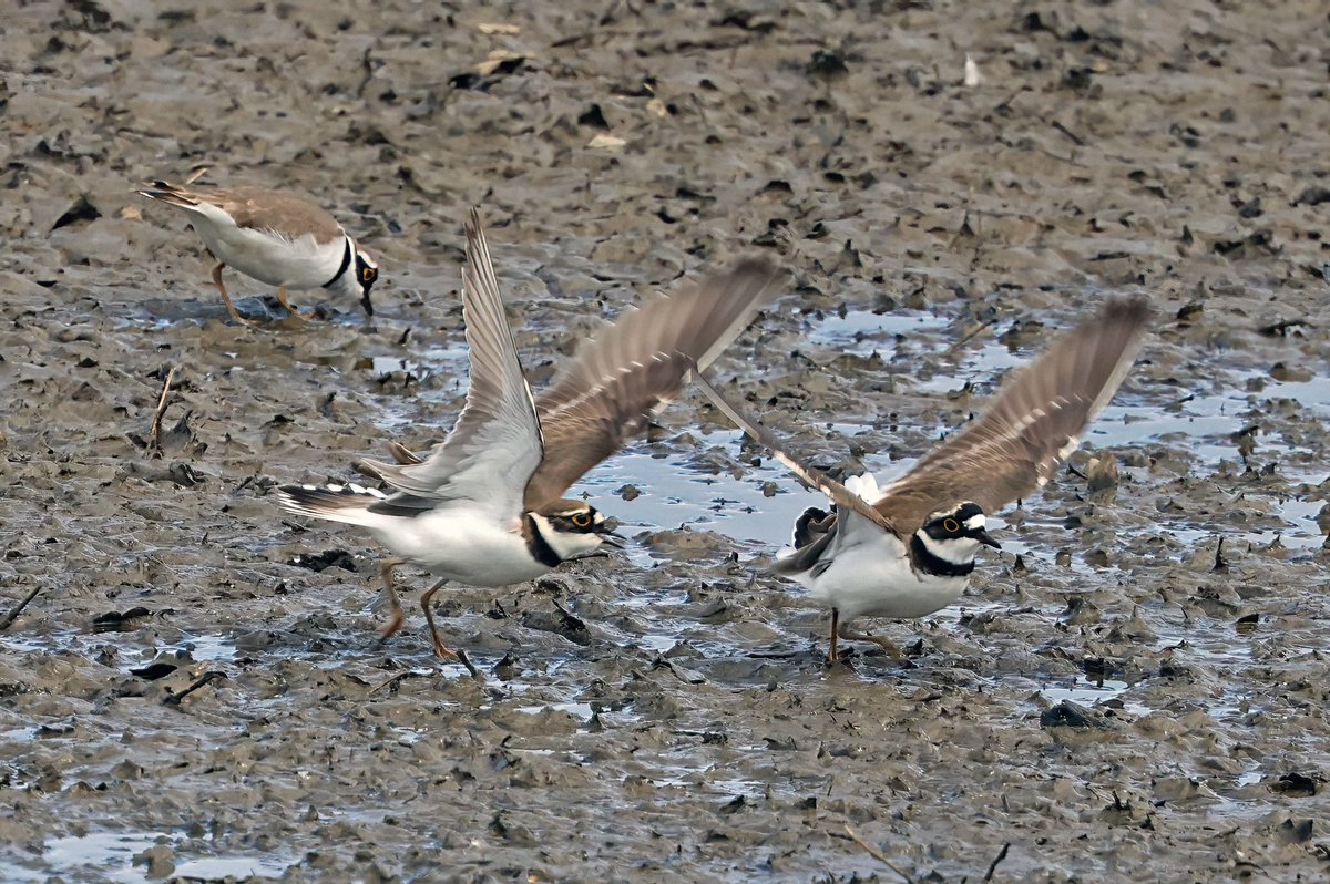 Plenty of Little Ringed Plover activity at Castle Island this morning with 7 birds chasing each other around the mud