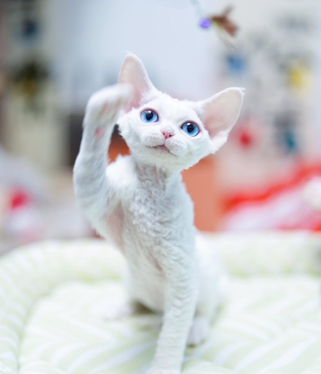 ZouZhou1112's tweet image. White with blue eyes cat
My beautiful Devon Rex girl
2.5 months old
I am so proud of my new queen 🩷❤️🧡💛💚🩵💙💜🖤🩶🤍🤎
#DRX #devonrexcat #devonrexcattery #devonrex #devonrexkitten