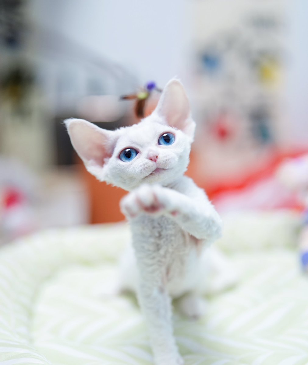 ZouZhou1112's tweet image. White with blue eyes cat
My beautiful Devon Rex girl
2.5 months old
I am so proud of my new queen 🩷❤️🧡💛💚🩵💙💜🖤🩶🤍🤎
#DRX #devonrexcat #devonrexcattery #devonrex #devonrexkitten
