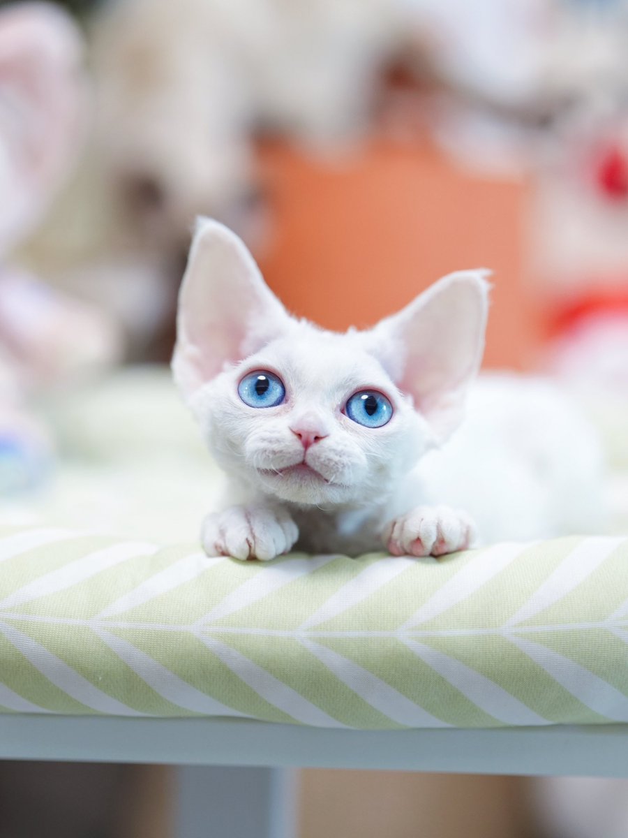 ZouZhou1112's tweet image. White with blue eyes cat
My beautiful Devon Rex girl
2.5 months old
I am so proud of my new queen 🩷❤️🧡💛💚🩵💙💜🖤🩶🤍🤎
#DRX #devonrexcat #devonrexcattery #devonrex #devonrexkitten