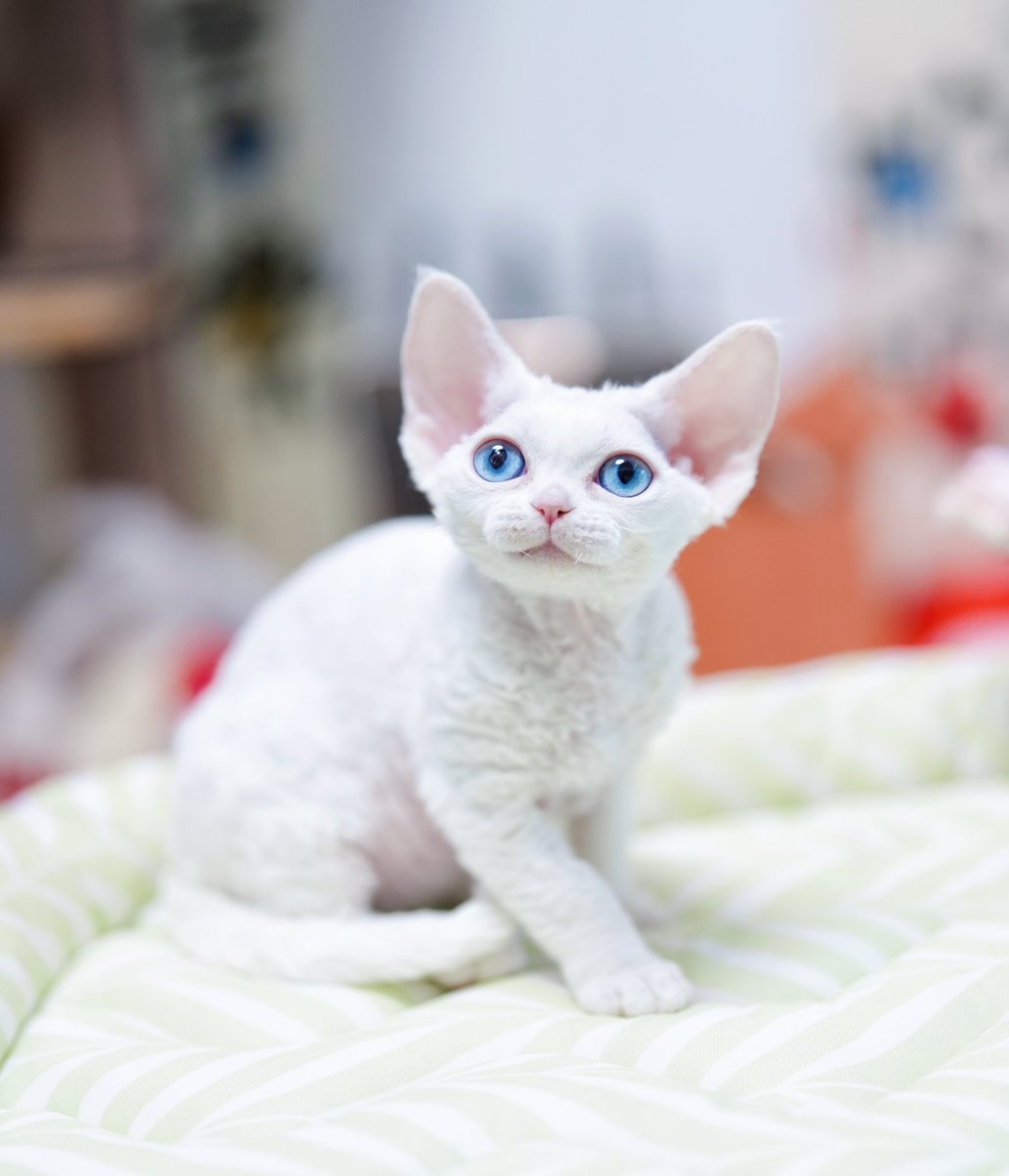 ZouZhou1112's tweet image. White with blue eyes cat
My beautiful Devon Rex girl
2.5 months old
I am so proud of my new queen 🩷❤️🧡💛💚🩵💙💜🖤🩶🤍🤎
#DRX #devonrexcat #devonrexcattery #devonrex #devonrexkitten
