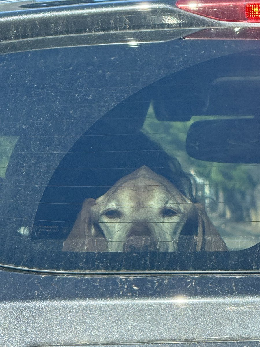 Been behind this car for a mile. Basset has kept a laser-like focus on threats from the rear.
