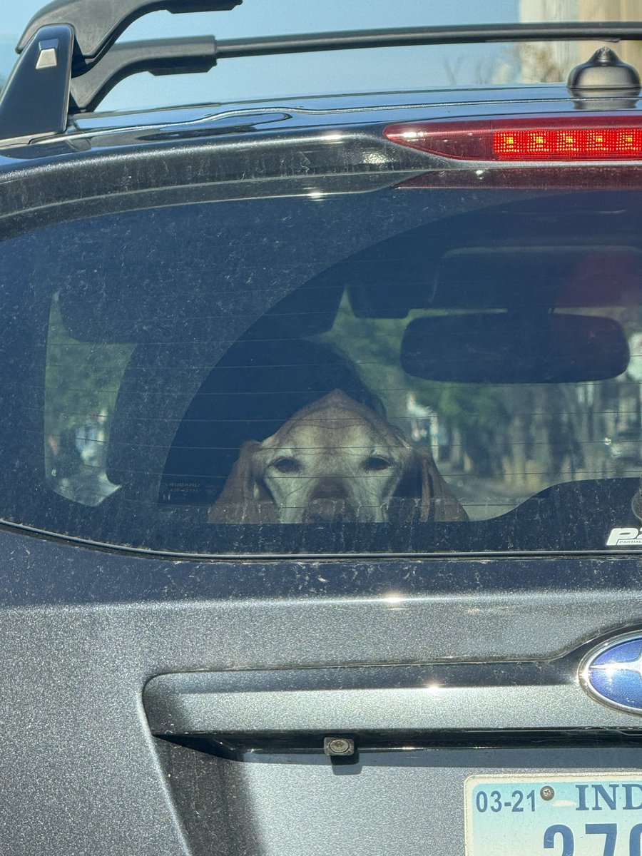 JonahDispatch's tweet photo. Been behind this car for a mile. Basset has kept a laser-like focus on threats from the rear. https://t.co/SbHa6NmLWJ