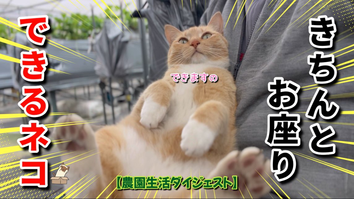 キジトラ・コタローのウキウキDAYS!! (@DAYS31612434) / X キジトラ・コタローのウキウキDAYS!! (@DAYS31612434) / X