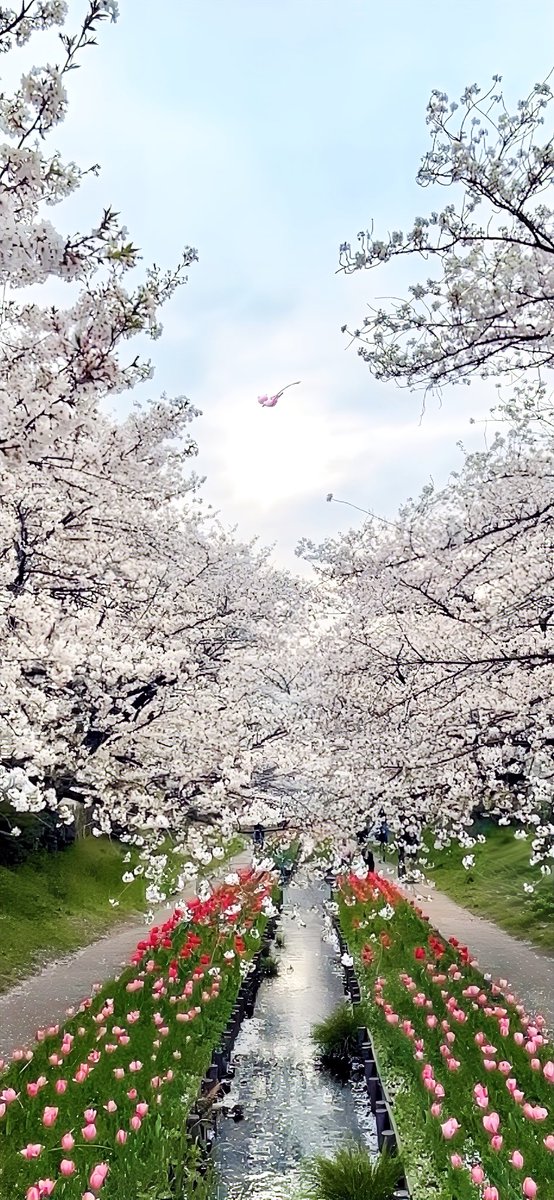 きよらかな こころと 
つよく あいたいという きもちを もつと 
すがたを あらわすらしい。

#ポケモンGO #PokemonGO 
#GOsnapshot #ARofTheDay 
#GOsnapshotCelebration