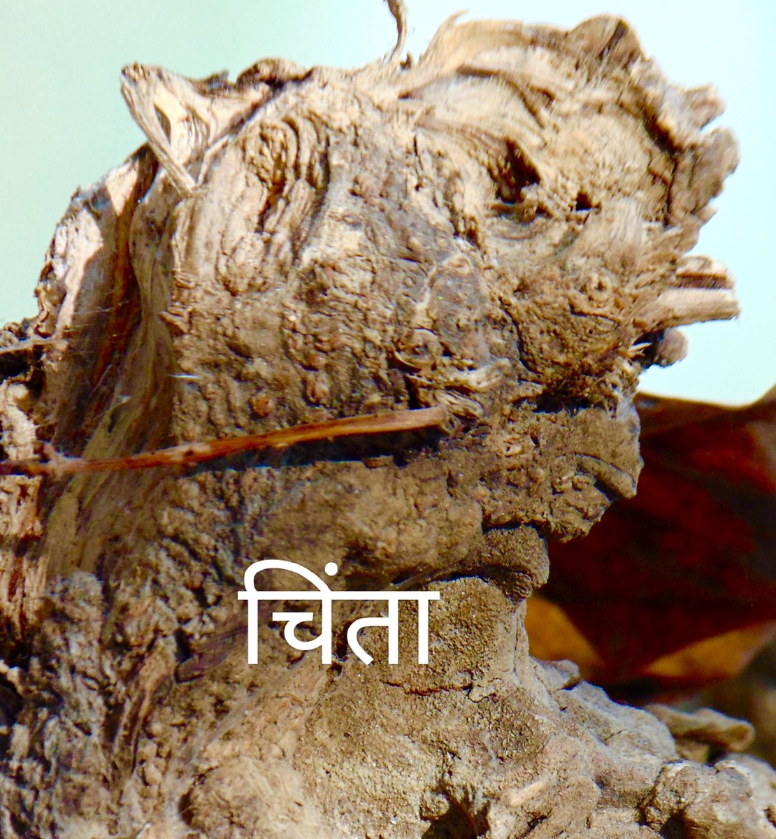 creativekona's tweet photo. पेड़ों में आकृतियाँ 

पेड़ों में आकृतियाँ खोजने की मेरी आदत अभी भी जोर मारती है। दुख और पीड़ा झेल रहे ऐसे पेड़ बरबस ही मुझे अपनी ओर बुलाते हैं और कैमरा उठाने पर मजबूर भी करते हैं। ऐसे ही एक पेड़ ने लखनऊ से इलाहाबाद की यात्रा में मुझे कार रोक कर कैमरा उठाने पर मजबूर किया। https://t.co/1dhm5AQLVH