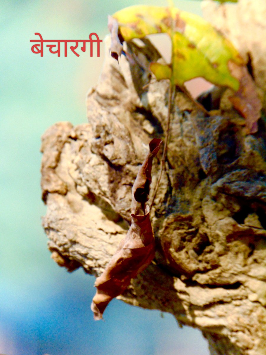 creativekona's tweet photo. पेड़ों में आकृतियाँ 

पेड़ों में आकृतियाँ खोजने की मेरी आदत अभी भी जोर मारती है। दुख और पीड़ा झेल रहे ऐसे पेड़ बरबस ही मुझे अपनी ओर बुलाते हैं और कैमरा उठाने पर मजबूर भी करते हैं। ऐसे ही एक पेड़ ने लखनऊ से इलाहाबाद की यात्रा में मुझे कार रोक कर कैमरा उठाने पर मजबूर किया। https://t.co/1dhm5AQLVH