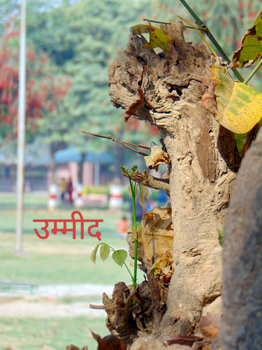 creativekona's tweet photo. पेड़ों में आकृतियाँ 

पेड़ों में आकृतियाँ खोजने की मेरी आदत अभी भी जोर मारती है। दुख और पीड़ा झेल रहे ऐसे पेड़ बरबस ही मुझे अपनी ओर बुलाते हैं और कैमरा उठाने पर मजबूर भी करते हैं। ऐसे ही एक पेड़ ने लखनऊ से इलाहाबाद की यात्रा में मुझे कार रोक कर कैमरा उठाने पर मजबूर किया। https://t.co/1dhm5AQLVH