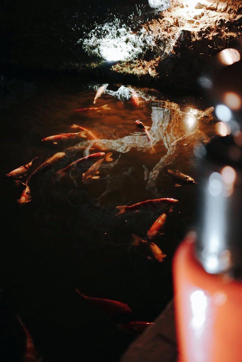 宵の水鏡
#キリトリセカイ #ファインダー越しの私の世界ᅠ #写真好きな人と繋がりたい