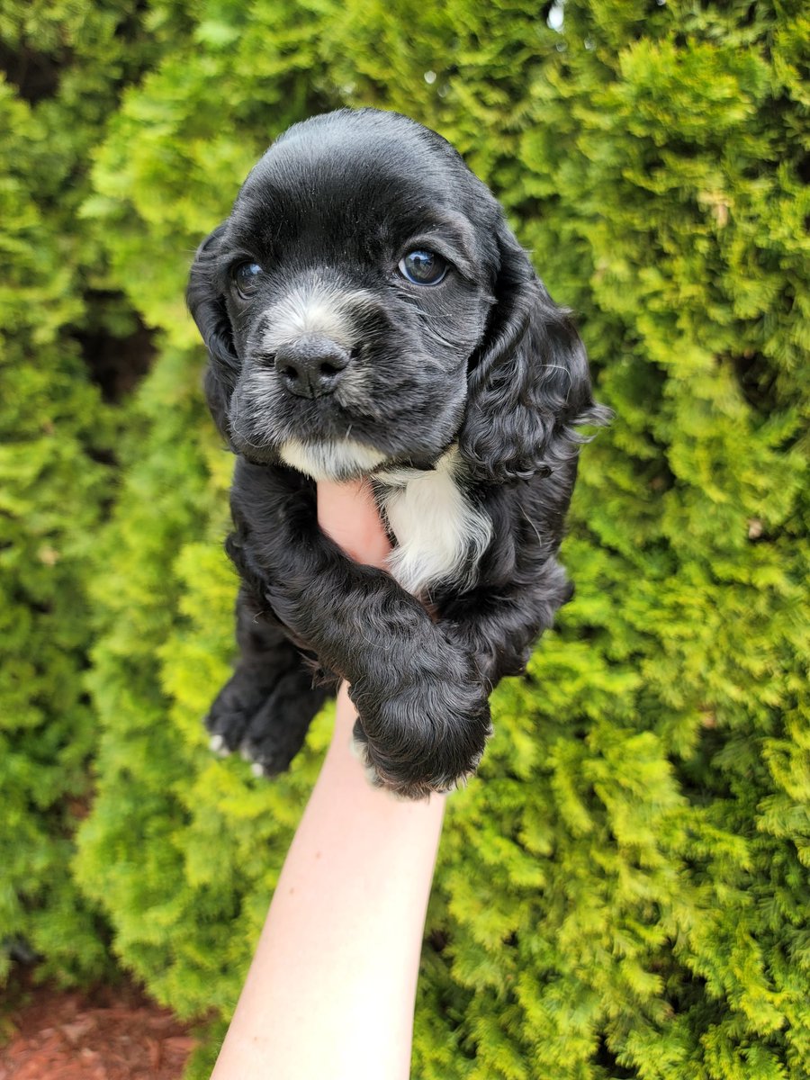 PupsFurLove's tweet photo. Cocker spaniels in Ringgold Georgia 😊 https://t.co/R7jlinoP3f