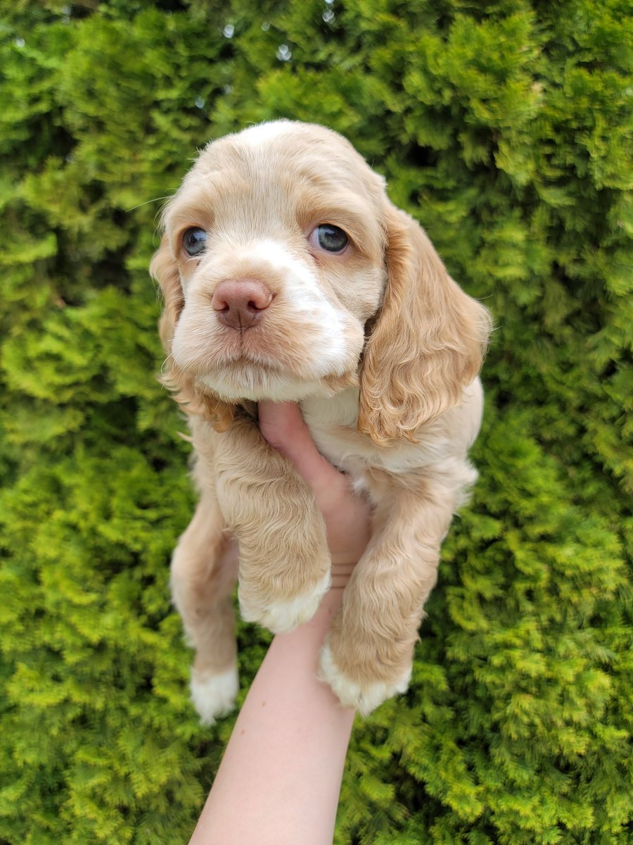 PupsFurLove's tweet photo. Cocker spaniels in Ringgold Georgia 😊 https://t.co/R7jlinoP3f