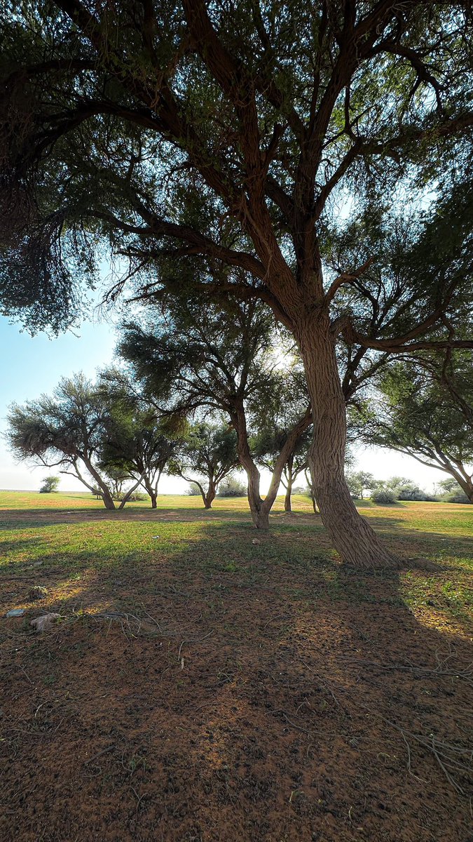 بندر الشريهي tweet media